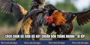 Cách Chọn Gà Chọi Đá Hay Chuẩn Đòn Thắng Nhanh – Bí Kíp