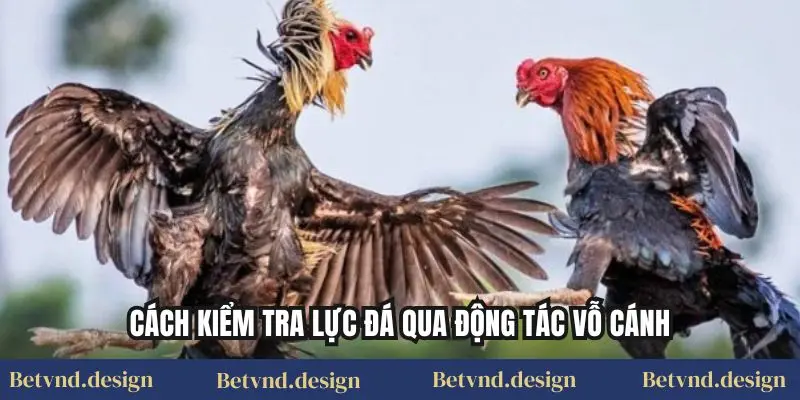 Cách kiểm tra lực đá qua động tác vỗ cánh