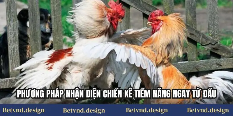 Phương pháp nhận diện chiến kê tiềm năng ngay từ đầu