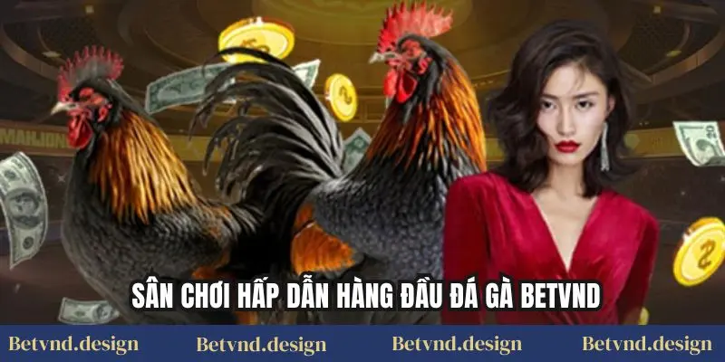 Sân chơi hấp dẫn hàng đầu Đá gà Betvnd