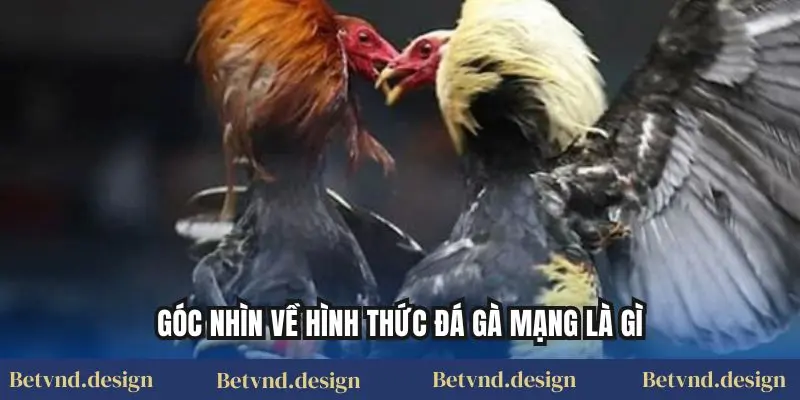 Góc Nhìn Về Hình Thức Đá Gà Mạng Là Gì