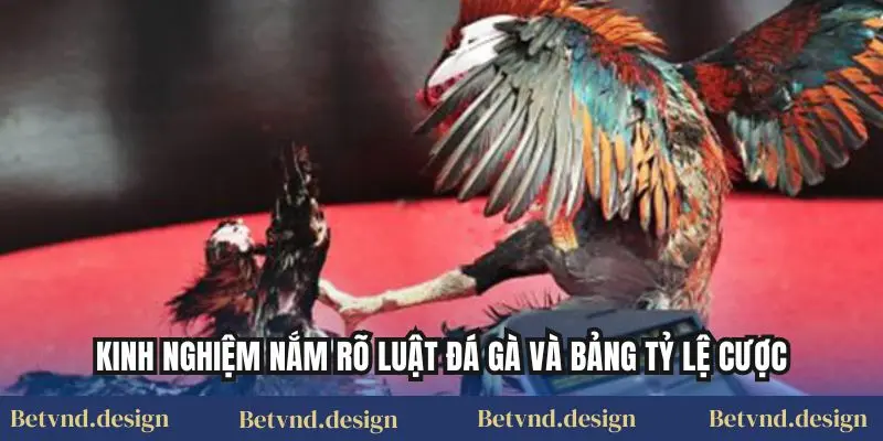 Kinh Nghiệm Nắm Rõ Luật Đá Gà Và Bảng Tỷ Lệ Cược